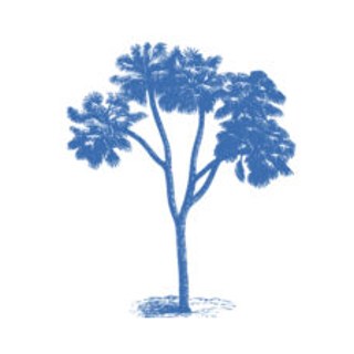 Blue Tree Coaching logo, Sindy Warren, life coach